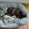 Super new bed