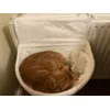 My 7kg tomcat loves his new radiator bag