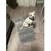 Hund auf der Treppe 