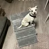 Hund auf der Treppe