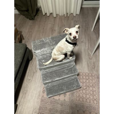 Hund auf der Treppe