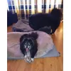 Chico 11 jaar oud