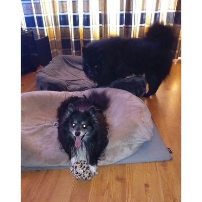 Chico 11 jaar oud