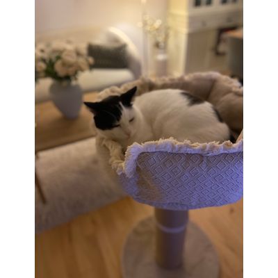 Min kat er meget tilfreds