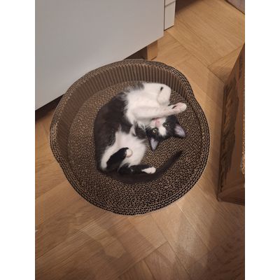 Kitek