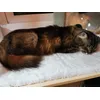 Happy cat