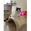 griffoir