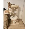 Cats seem pleased