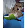 Berto e Cocco