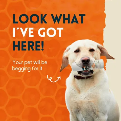 nimo® baume de soin pour chiens