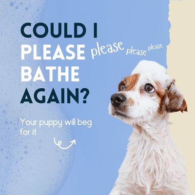 nimo® shampooing pour chiots sensitif