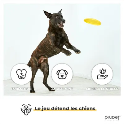 PiuPet® Frisbee Chien I Set de 2 I 22cm I Jouet Résistant & Flexible