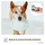 PiuPet® Frisbee Chien I Set de 2 I 22cm I Jouet Résistant & Flexible
