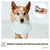 PiuPet® Frisbee Chien I Set de 2 I 22cm I Jouet Résistant & Flexible
