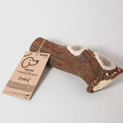 Evident Bois de Cerf Entier