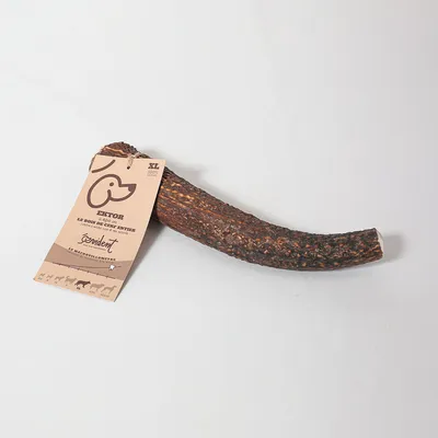 Evident Bois de Cerf Entier