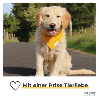 PiuPet® Bandanas pour Chiens I Lot de 2 I Jaune/Gris I Accessoires Chiens PiuPet® Bandanas pour Chiens I Lot de 2 I Jaune/Gris I Accessoires Chiens