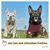 PiuPet® Hundehalstuch I 2er Set Hundehalstücher I Hundezubehör