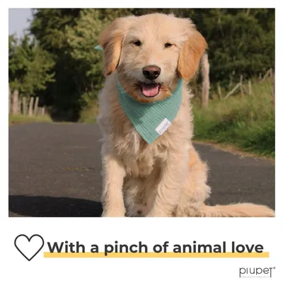 PiuPet® Bandanas pour Chiens – Lot de 2 Bleu/Turquoise | Accessoires