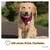 PiuPet® Hundehalstuch I 2er Set Hundehalstücher I Hundezubehör