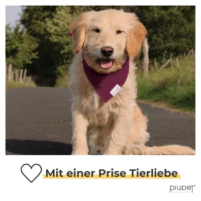 PiuPet® Hundehalstuch I 2er Set Hundehalstücher I Hundezubehör