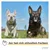 PiuPet® Hundehalstuch I 2er Set Hundehalstücher I Hundezubehör