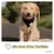 PiuPet® Hundehalstuch I 2er Set Hundehalstücher I Hundezubehör