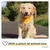 PiuPet® Bandanas pour Chiens I Lot de 2 I Jaune/Gris I Accessoires Chien
