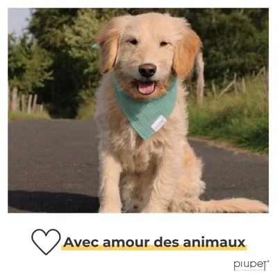 PiuPet® Bandanas pour Chiens – Lot de 2 Bleu/Turquoise | Accessoires