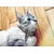 French Bandit - Harnais chat bleu blanc rouge French Bandit - Harnais chat bleu blanc rouge