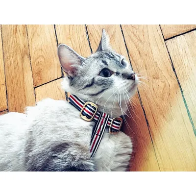 French Bandit - Harnais chat bleu blanc rouge French Bandit - Harnais chat bleu blanc rouge