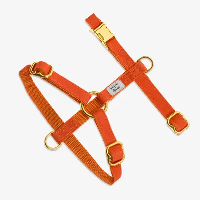 French Bandit - Harnais pour chat imprimé dégradé