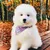 Motif FRENCH BANBAN - Petit chien