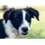 French Bandit - Collier chien bleu blanc rouge