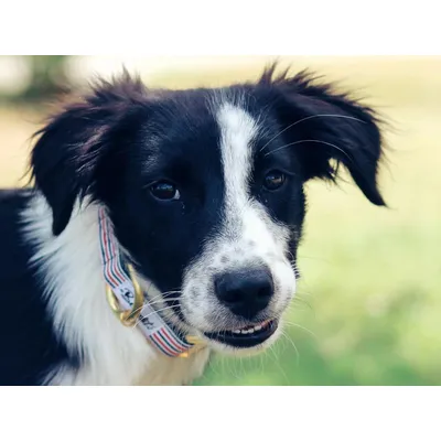 French Bandit - Collier chien bleu blanc rouge