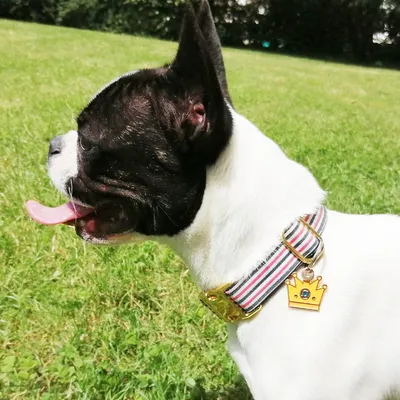 French Bandit - Collier chien bleu blanc rouge