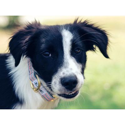 French Bandit - Collier chien bleu blanc rouge