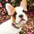 French Bandit - Collier chien bleu blanc rouge