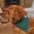 French Bandit - Bandana pour chien, collection 'Grand Froid'