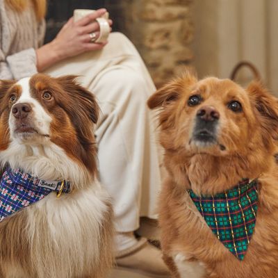 French Bandit - Bandana pour chien, collection 'Grand Froid'