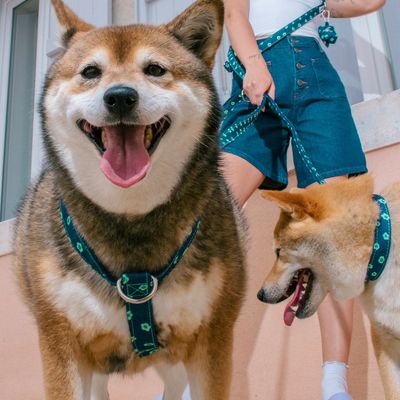 French Bandit - Collier pour chien denim bleu brut à fleurs