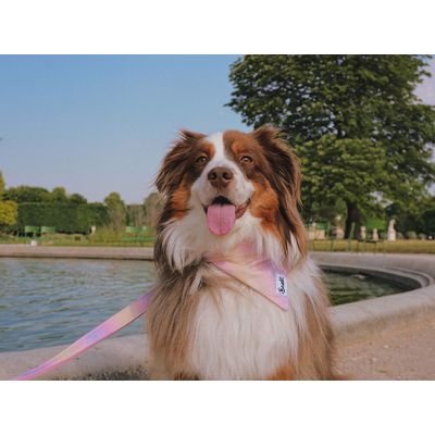 French Bandit - Bandana pour chien à imprimé dégradé