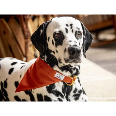 French Bandit - Bandana pour chien en suédine orange