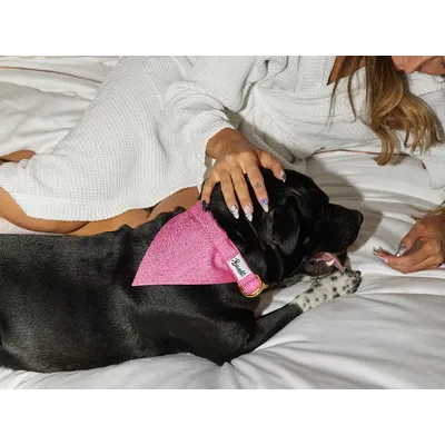 French Bandit - Bandana pour chien à paillettes roses