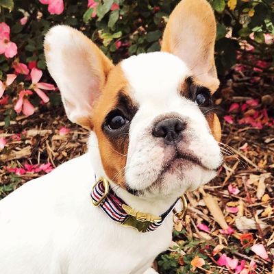 French Bandit - Collier chien bleu blanc rouge