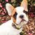 French Bandit - Collier chien bleu blanc rouge