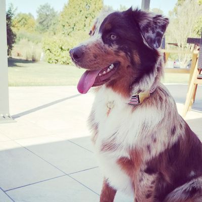 French Bandit - Collier chien bleu blanc rouge