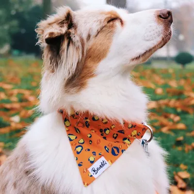 French Bandit - Bandana pour chien léopard néon