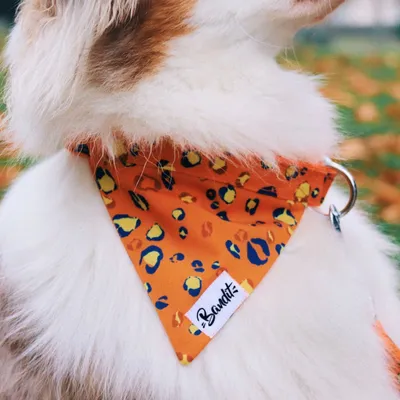 French Bandit - Bandana pour chien léopard néon