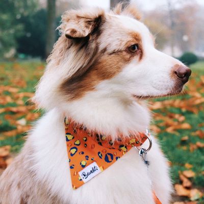 French Bandit - Bandana pour chien léopard néon